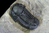 Gerastos Trilobite Fossil - Morocco #87558-4